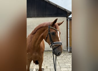 Hannoveraner, Wallach, 6 Jahre, 167 cm, Fuchs