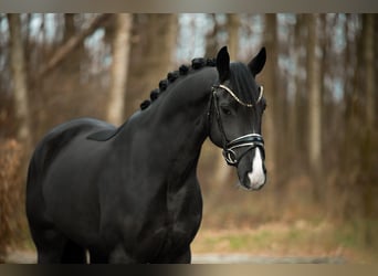 Hannoveraner, Wallach, 6 Jahre, 167 cm, Rappe
