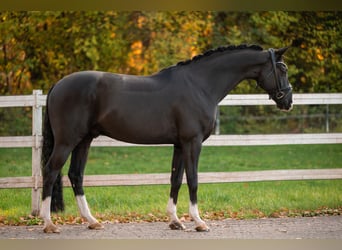 Hannoveraner, Wallach, 6 Jahre, 167 cm, Rappe