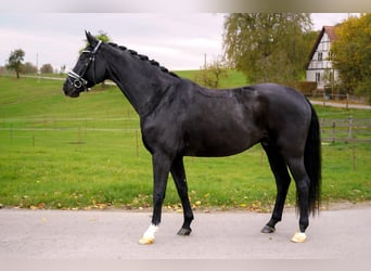 Hannoveraner, Wallach, 6 Jahre, 167 cm, Rappe