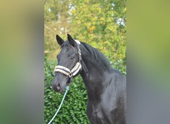Hannoveraner, Wallach, 6 Jahre, 167 cm, Rappe