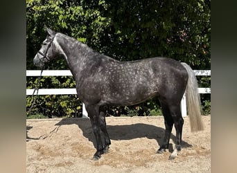 Hannoveraner, Wallach, 6 Jahre, 167 cm, Schimmel