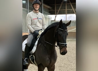 Hannoveraner, Wallach, 6 Jahre, 167 cm, Schwarzbrauner