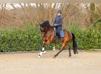 Hannoveraner, Wallach, 6 Jahre, 168 cm, Brauner