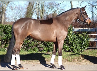 Hannoveraner, Wallach, 6 Jahre, 168 cm, Brauner