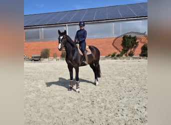 Hannoveraner, Wallach, 6 Jahre, 168 cm, Brauner