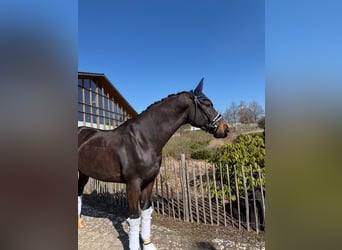 Hannoveraner, Wallach, 6 Jahre, 168 cm, Dunkelbrauner