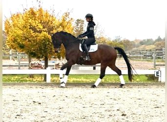 Hannoveraner, Wallach, 6 Jahre, 168 cm, Dunkelbrauner