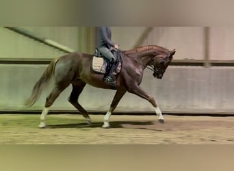 Hannoveraner, Wallach, 6 Jahre, 168 cm, Dunkelfuchs