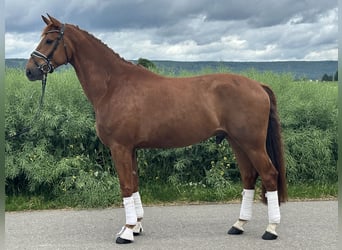Hannoveraner, Wallach, 6 Jahre, 168 cm, Fuchs