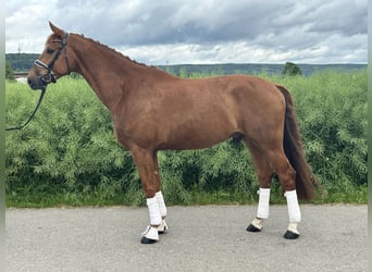 Hannoveraner, Wallach, 6 Jahre, 168 cm, Fuchs