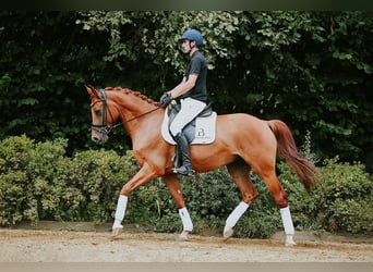 Hannoveraner, Wallach, 6 Jahre, 168 cm, Fuchs