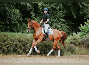 Hannoveraner, Wallach, 6 Jahre, 168 cm, Fuchs