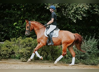 Hannoveraner, Wallach, 6 Jahre, 168 cm, Fuchs