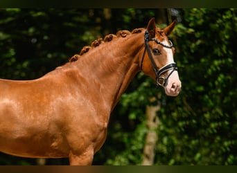 Hannoveraner, Wallach, 6 Jahre, 168 cm, Fuchs