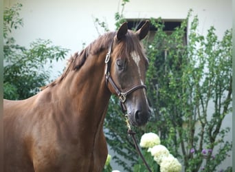 Hannoveraner, Wallach, 6 Jahre, 168 cm, Fuchs
