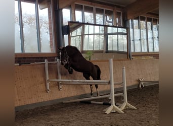 Hannoveraner, Wallach, 6 Jahre, 168 cm, Fuchs