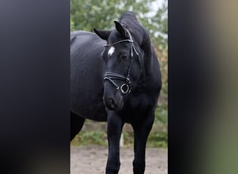 Hannoveraner, Wallach, 6 Jahre, 168 cm, Rappe