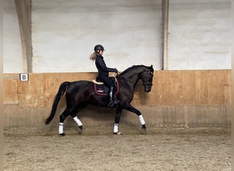Hannoveraner, Wallach, 6 Jahre, 168 cm, Rappe