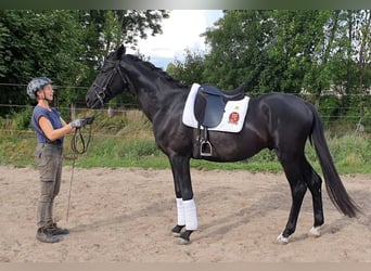 Hannoveraner, Wallach, 6 Jahre, 168 cm, Rappe