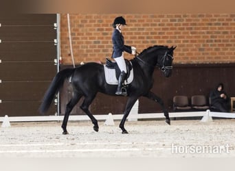Hannoveraner, Wallach, 6 Jahre, 168 cm, Rappe