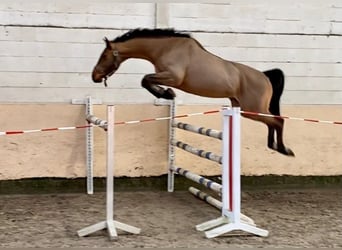 Hannoveraner, Wallach, 6 Jahre, 168 cm, Rotbrauner