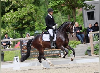 Hannoveraner, Wallach, 6 Jahre, 168 cm, Schwarzbrauner
