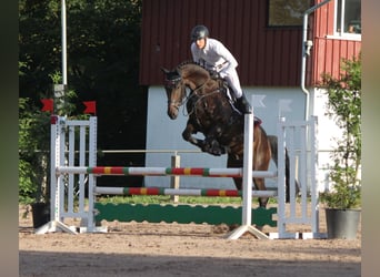 Hannoveraner, Wallach, 6 Jahre, 168 cm, Schwarzbrauner