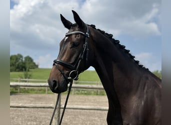 Hannoveraner, Wallach, 6 Jahre, 168 cm, Schwarzbrauner