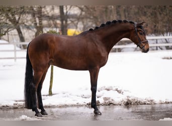 Hannoveraner, Wallach, 6 Jahre, 169 cm, Brauner