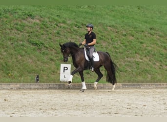 Hannoveraner, Wallach, 6 Jahre, 169 cm, Brauner