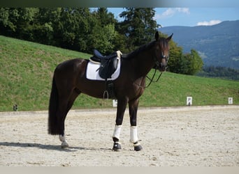 Hannoveraner, Wallach, 6 Jahre, 169 cm, Brauner