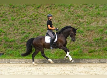 Hannoveraner, Wallach, 6 Jahre, 169 cm, Brauner