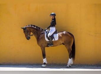 Hannoveraner, Wallach, 6 Jahre, 169 cm, Brauner