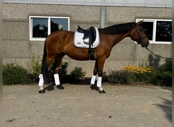 Hannoveraner, Wallach, 6 Jahre, 169 cm, Brauner