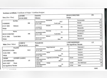 Hannoveraner, Wallach, 6 Jahre, 169 cm, Dunkelbrauner