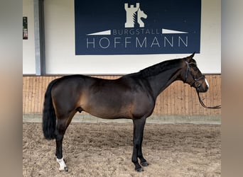 Hannoveraner, Wallach, 6 Jahre, 169 cm, Dunkelbrauner