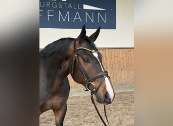 Hannoveraner, Wallach, 6 Jahre, 169 cm, Dunkelbrauner
