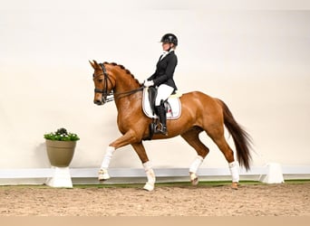 Hannoveraner, Wallach, 6 Jahre, 169 cm, Fuchs