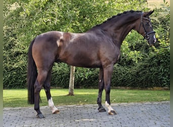 Hannoveraner, Wallach, 6 Jahre, 169 cm, Rappe