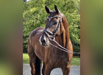 Hannoveraner, Wallach, 6 Jahre, 169 cm, Rappe