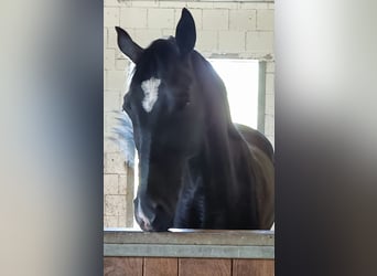 Hannoveraner, Wallach, 6 Jahre, 169 cm, Rappe