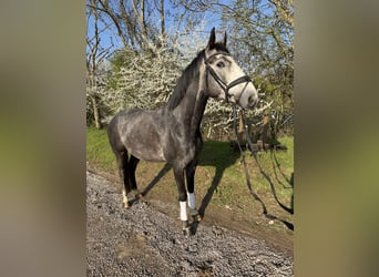 Hannoveraner, Wallach, 6 Jahre, 169 cm, Schimmel