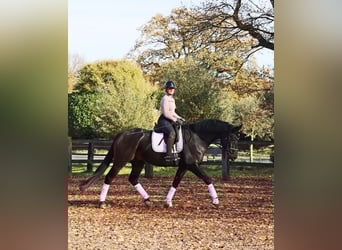 Hannoveraner, Wallach, 6 Jahre, 169 cm, Schwarzbrauner