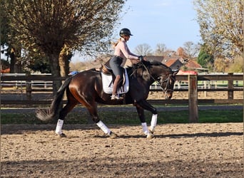 Hannoveraner, Wallach, 6 Jahre, 169 cm, Schwarzbrauner