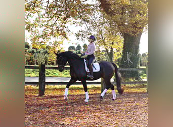 Hannoveraner, Wallach, 6 Jahre, 169 cm, Schwarzbrauner