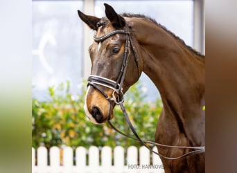 Hannoveraner, Wallach, 6 Jahre, 170 cm, Brauner