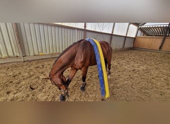 Hannoveraner, Wallach, 6 Jahre, 170 cm, Brauner