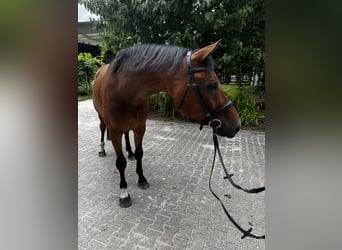 Hannoveraner, Wallach, 6 Jahre, 170 cm, Brauner