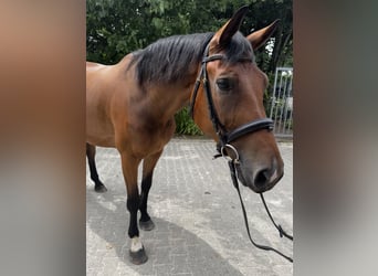 Hannoveraner, Wallach, 6 Jahre, 170 cm, Brauner